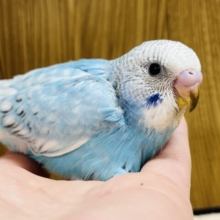 爽やかブルーが涼しげ🫧セキセイインコ(スパングル) ヒナ