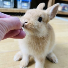 画像更新☆綺麗なオレンジ色❤ネザーランドドワーフラビット❤