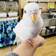1人餌♡アルビノセキセイインコ