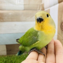 最新画像アリ☆オレンジのお顔が明るくて可愛らしい！コザクラインコのオレンジフェイス！