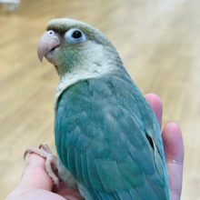 人が大好き過ぎて困っちゃう♡ウロコインコ(ブルーシナモン)