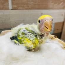 甘え上手なヒナさんです！！コザクラインコのタイガーチェリー！