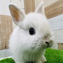 パールの様な輝き⭐︎フロスティ♡ネザーランドドワーフ