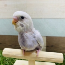 上品な美しさ♪人気カラーのセキセイインコライラック！