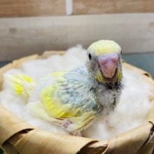 ちょこんと感がたまらなく可愛いんです！！セキセイインコのパステルレインボーパイド！