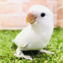 上品カラーです　コザクラインコ　Ｒ５　４／３撮影