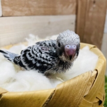 グレーの羽がかっこいい☆セキセイインコのグレーオパーリン！