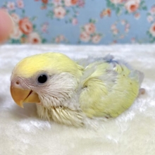 コザクラインコ  シナモン系  🍋🌳 .*゜  4/15