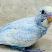 好奇心なら負けません！！セキセイインコ(パステルレインボースパングル) ヒナ