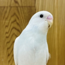 【最新画像更新🪄1人餌です☆】姿勢がｽﾃｷ☆　セキセイインコ　ウィング系～～