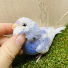 最新画像になりますよ‼️青空に飛び込もう〜🤍🫶　セキセイインコ　スパングルパイド