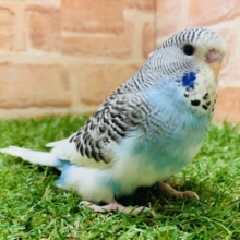 【緊急入舎！！】ジャンボセキセイインコ　パイド　入舎です！！　R5.4/9 撮影