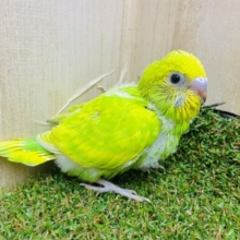 ✨タケちゃんがお店に登場です✨　セキセイインコ　スパングル