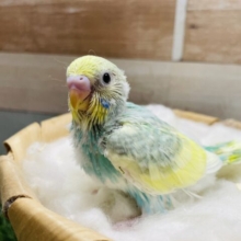 明るいグリーンがとっても可愛らしい！セキセイインコのパステルカラーレインボーパイド！