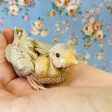 お腹いっぱいに食べるよ♩シナモン文鳥のヒナちゃんです🌸