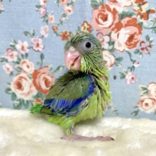 マメルリハ　ノーマルグリーン　男の子　🌿💙*･｡