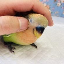 最新画像🌟オレンジ色のお顔はいかが…？🧡手乗りコザクラインコ(オレンジフェイスオパーリン)🧡🌟
