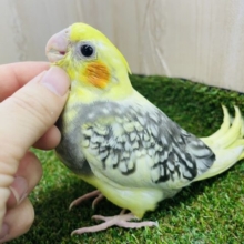 ゲットアテンション‼️どんっとコイです❗️ オカメインコ　パールパイド