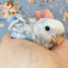 明るいブルーが最高だね💙 ⁾⁾手乗りコザクラインコ(ブルーパイド)💙🤍