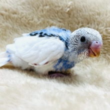背中の模様がハートみたい♡セキセイインコ(パイド)