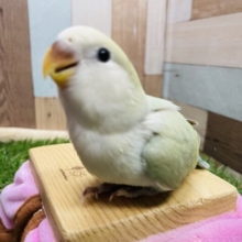 最新画像あります☆淡い色合いが可愛らしい！コザクラインコのシナモン系！