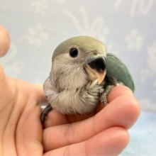 青💙コザクラインコ(ブルーチェリー) 2023年3月生まれ