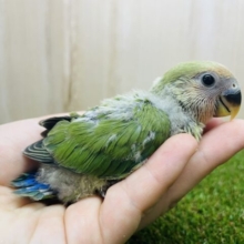 イチオシになってくれなきゃやだよ‼️ メロメロコザっち　コザクラインコ　ノーマル