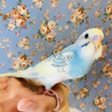 ヒナご飯卒業🌟お顔もお色も最高だよ❤︎手乗りセキセイインコ(レインボーパイド)✨