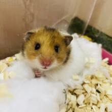 そう！砂糖菓子みたいに〜ふわふわした気持ち〜　長毛ハムスター　白茶　女の子