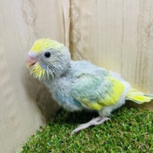 可愛いの最先端を届けるからね✨　セキセイインコ　パステルレインボーパイド