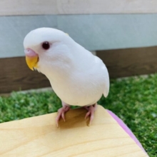最新画像あります☆真っ白赤目の天使ちゃん！セキセイインコのアルビノ！