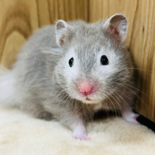 長毛らしさ全開のハムケツ♡♡セーブルハムスター(男の子)
