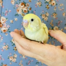 ちょこんとかわいい..💛手乗りセキセイインコ(ダブルファクター)💛