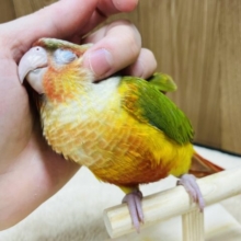【動画更新🪄】推し✨️静かに甘えてきます♡ウロコインコ(レッドパイナップル)ヒナ