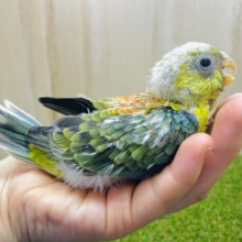 最新画像になりますよ！！⭐️お久しぶりの鳥さんです⭐️ ワタワタの詰まったビセイインコ！　美声インコ　オパーリン