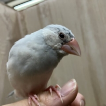 最新画像になりますよ‼️ご飯モリモリ食べるよ‼️ シルバー文鳥　文鳥
