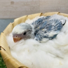 濃いめのブルーがカッコいい！！コザクラインコのブルーチェリーオパーリンパイド！