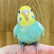 【最新画像更新🪄ひとり餌になりました☆】夏先取りカラー🌴🌻セキセイインコ(パステルレインボー) ヒナ