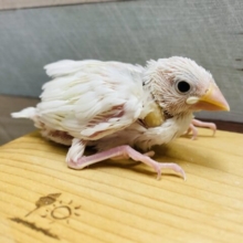定番人気カラー♪文鳥と言えばの白文鳥！