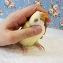 推しコザさんです❤︎最高にプリティなコザクラインコ(クリームルチノー)❤︎