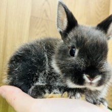 手乗りうさぴょん🐰🖤ネザーランドドワーフ(ブラックマーチン)