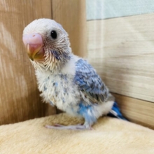 この模様がステキなんです！セキセイインコオパーリン☆
