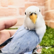 人気のバイオレットが入舎です　コザクラインコ　Ｒ５　４／１２撮影