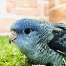 綺麗な青色カラー　サザナミインコ　コバルト　Ｒ５　４／２６撮影