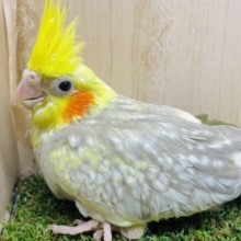 お待ちかね！？でもそんなこんなソワソワで〜💓　オカメインコ　シナモンパールパイド