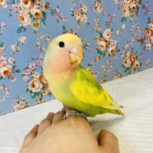 最新画像🌟クリンとおめめ💛手乗りコザクラインコ(タイガーチェリー)💚