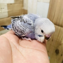 最新画像あります☆ブルーの体がとっても綺麗！！セキセイインコのオパーリン！