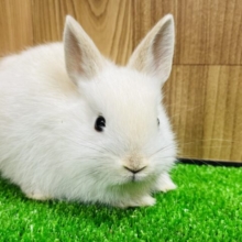 優しいカラーに癒されます♡ネザーランドドワーフ(クリーム)