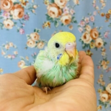 明るいキュートな色合い💛セキセイインコのヒナちゃんです💛💚