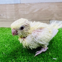 つんつん♪サザナミインコ（クリーム）雛入舎です！
